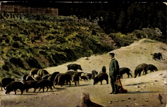 Wild boar feeding in the Harz