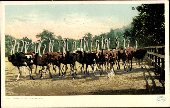 Postcard Pasadena, California, USA, Cawston Ostrich Farm, Light Brigade Assault