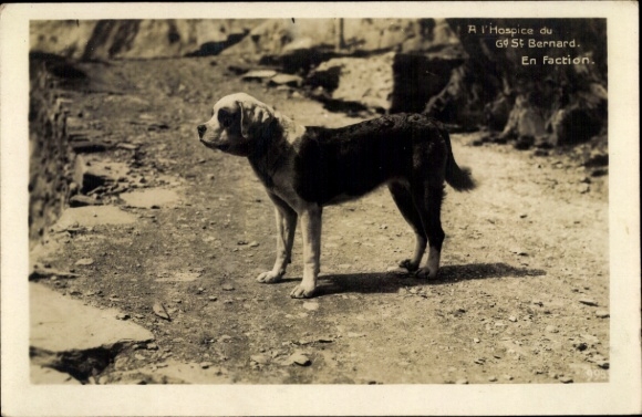 Postcard Hospice du Grand St. Bernard, St. Bernards