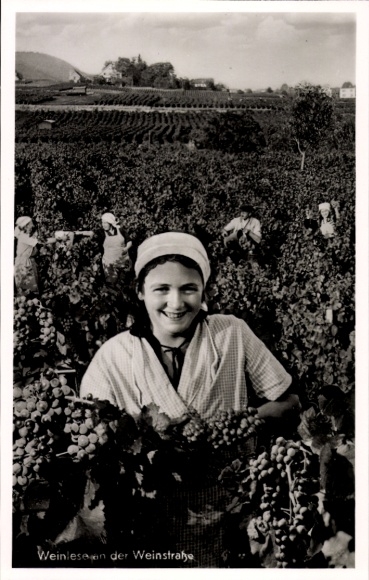 Postcard grape harvest on the Wine Route, Herbster at work