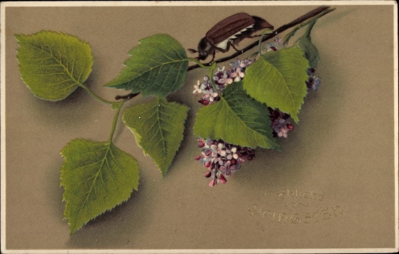 Postcard congratulations Pentecost, cockchafer on a lilac branch