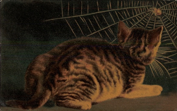 Postcard Cat looks into the spider web
