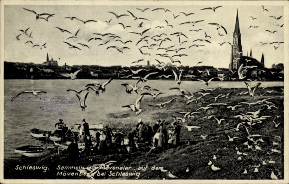 Ak Schleswig aan de Schlei, meeuwen, water, boten, mensen, kerk