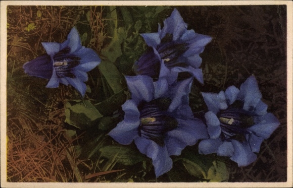 Postcard Large-flowered gentian, flower blossoms