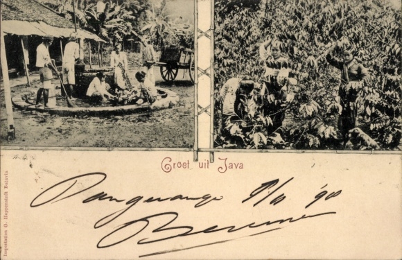 Postcard Java Indonesia, tea picking and drying