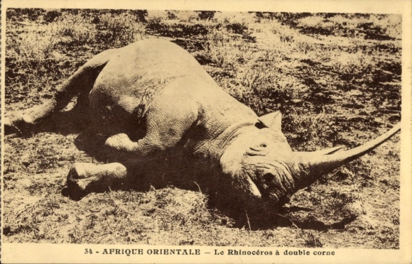 Ak Ostafrika, Das Doppelhornnashorn