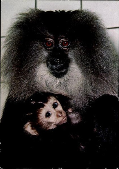 12 old Postcard monkeys, various views