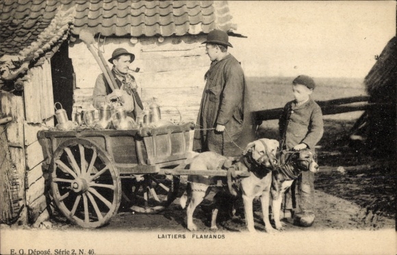 Ak Flämischer Milchmann, Hundekarren, Arbeitshunde, Kind