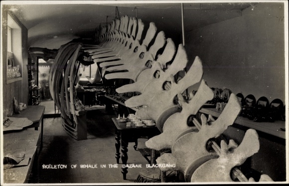 Photo Postcard Blackgang South West England, Skeleton of Whale in the Bazaar, Walskelett