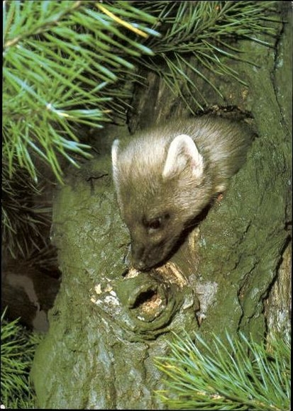 10 old PC bears, raccoons, various views