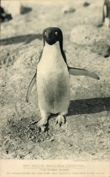 Postcard South Pole Expedition Captain Scott, Penguin