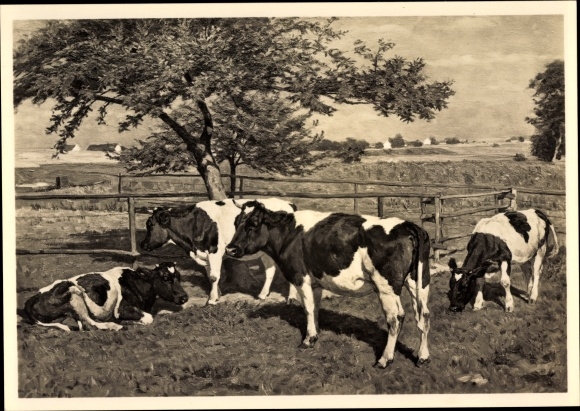 Künstler Ak Tag, Willy, In der Koppel, Kühe