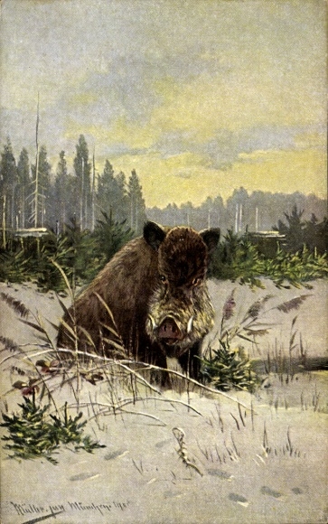 Artist Postcard Müller, M. jun., Wild boar in the forest, Boar