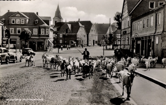 Postcard Winterberg in Sauerland, partial view, herd of goats