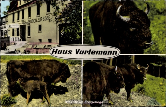 Postcard Hardehausen Warburg North Rhine Westphalia, Haus Varlemann, bison in the outdoor enclosure