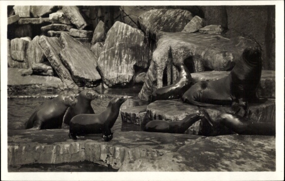 Ak Hamburg Altona, Carl Hagenbeck's Tierpark, Walrosse, Seelöwen, Seebären