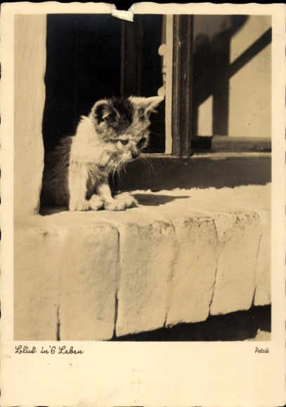 Postcard kitten at the window, view into life, animal portrait