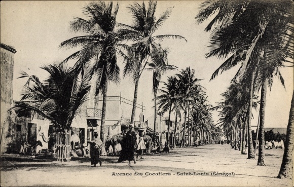 KP Saint Louis Senegal, Avenue des Cocotiers, aleja palm, przechodnie, wielbłąd