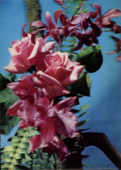3 D Postcard roses, orchids, fern, flower arrangement