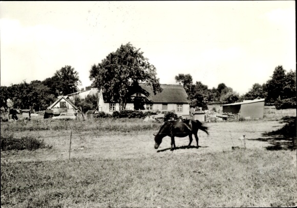 Postcard Groß Stresow Putbus on the island of Rügen, horse paddock