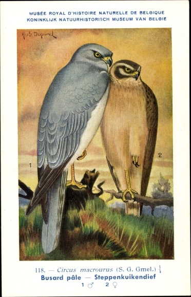 Artist Postcard Dupond, Hub., Circus macrourus, Steppenweihe