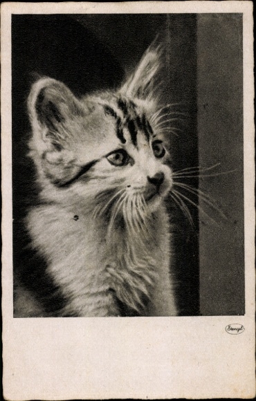 Kunstenaar Ak Young Cat, Kitten
