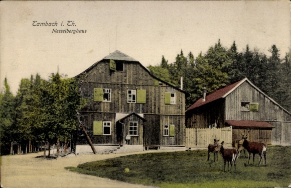 Postcard Tambach Thuringian Forest, Nesselberghaus, deer