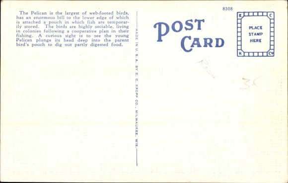 Postcard Florida USA, Old Bill Pelican, Pelican