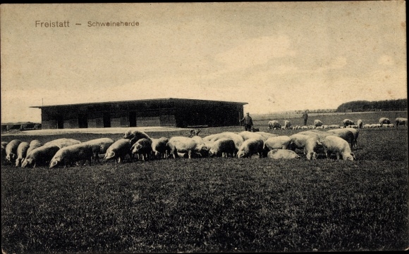 Postcard Freistatt in Lower Saxony, herd of pigs
