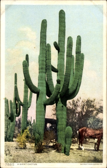 Postcard Grand Canyon Arizona USA, A Giant Cactus