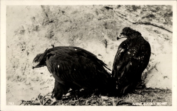 Postcard Young Eagles in the Nest