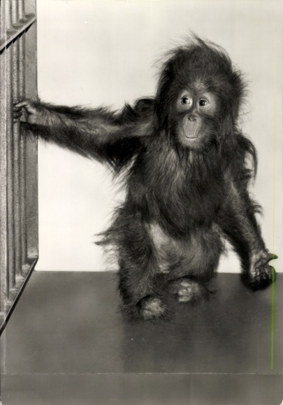 Postcard Berlin Lichtenberg Friedrichsfelde, Tierpark, Orang-girl Biggy 9 months old
