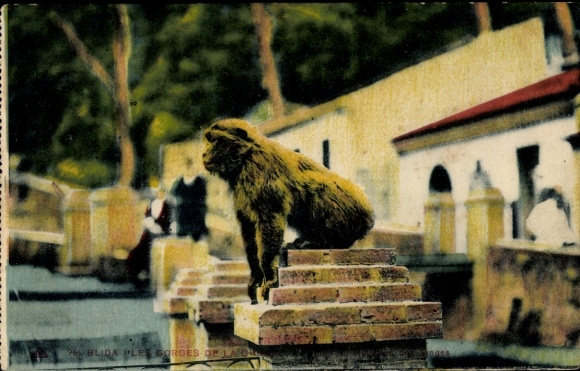 Postcard Blida Algeria, monkey sitting on wall