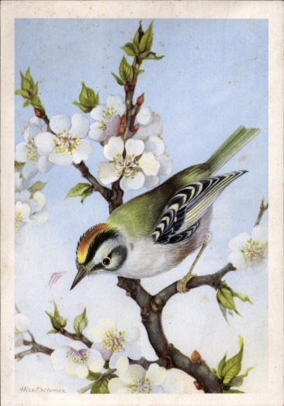 Artist Postcard Kretschmer, Goldcrest on apple tree branch