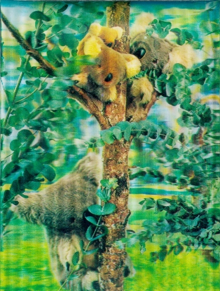 3D Postcard koalas, eucalyptus, soft toys