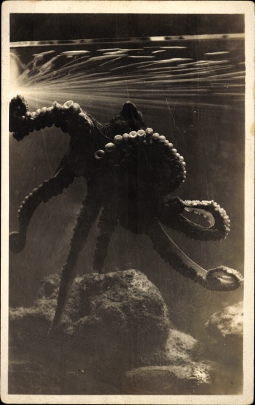 Photo Postcard Octopus, Squid