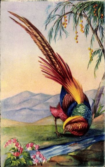 Artist Postcard Goldfasan, Amag 0284