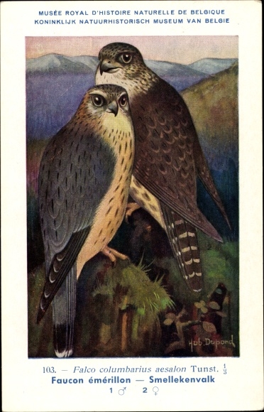 Artist Postcard Dupond, Hub., Falco columbaris aesalon, Merlin