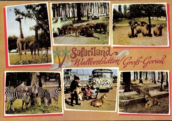 Postcard Wallerstädten Groß Gerau in Hessen, Safariland, zebras, giraffes, tigers, camels