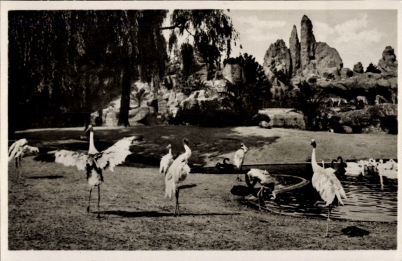 Postcard Hamburg Eimsbüttel Stellingen, Carl Hagenbeck's Zoo, Sarus cranes at the bird pond