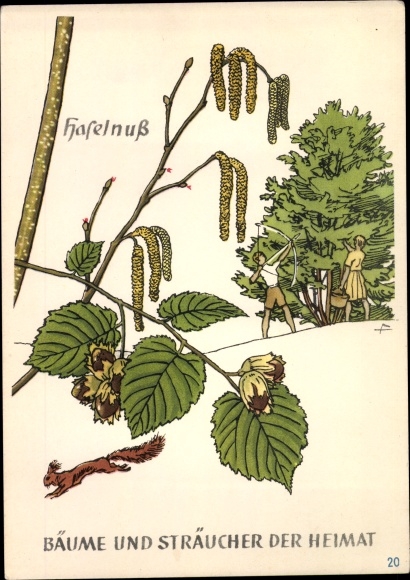 Postcard hazelnut, trees and shrubs from home, DJH youth hostel groschen