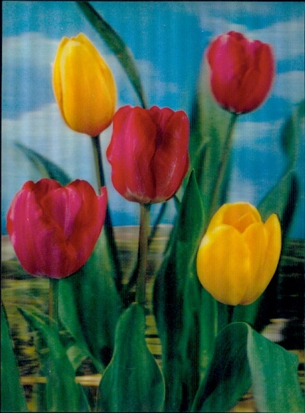 3-D Postcard Blooming Tulips, Flowers