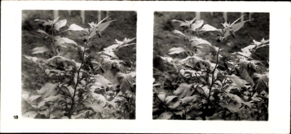 Stereo photo From the forest community, deadly nightshade