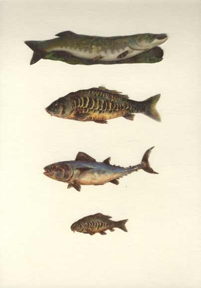4 wafers fish, pike, perch, carp, tuna, approx. 3.5 x 15 cm to 2.5 x 6 cm