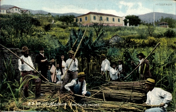 KP wyspa Madera Portugalia, Apanha de cannas