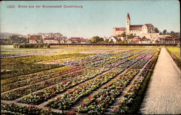 Quedlinburg in het Harzgebergte, bloemenveld, stadsgezicht, kleurrijke bloemen, gebouwen