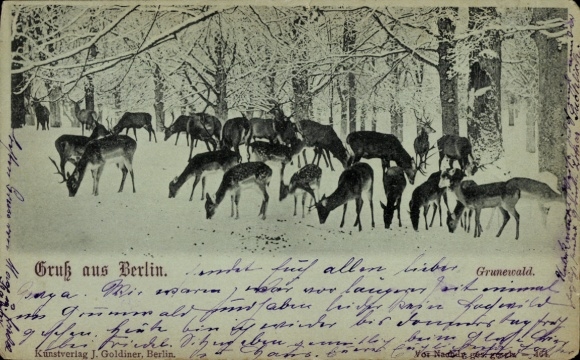 Mondschein Ak Berlin Wilmersdorf Grunewald, Wilfdütterung, Winter