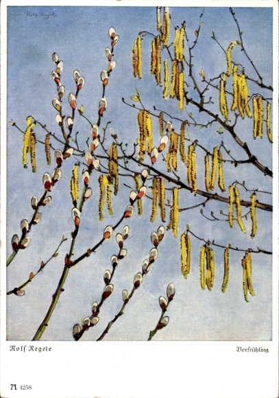 Artist Postcard Regele, R., Early Spring, Pussy Willows