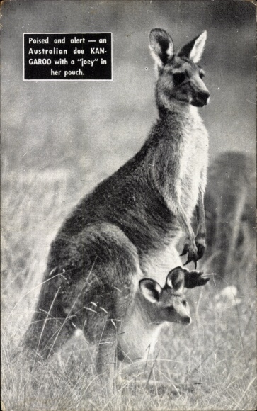 Postcard Kangaroo with young in pouch