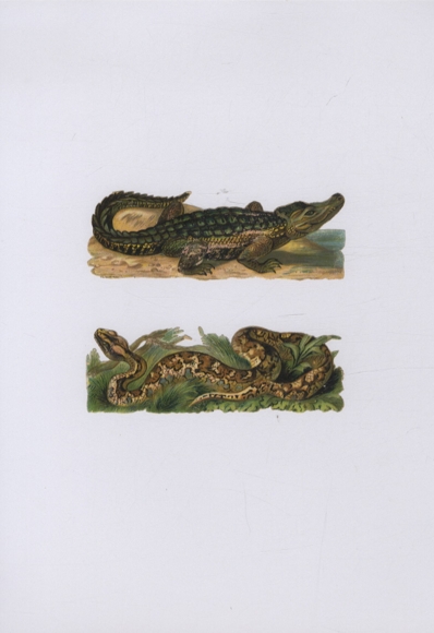 2 wafers crocodile and snake, each approx. 4 x 12 cm